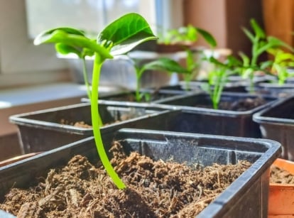 Germinate pepper seeds, appearing as sprouts in soil placed somewhere with abundant sunlight