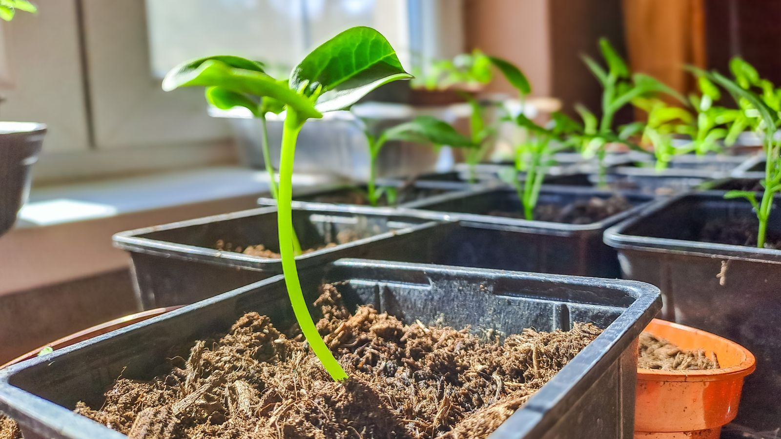 Germinate pepper seeds, appearing as sprouts in soil placed somewhere with abundant sunlight