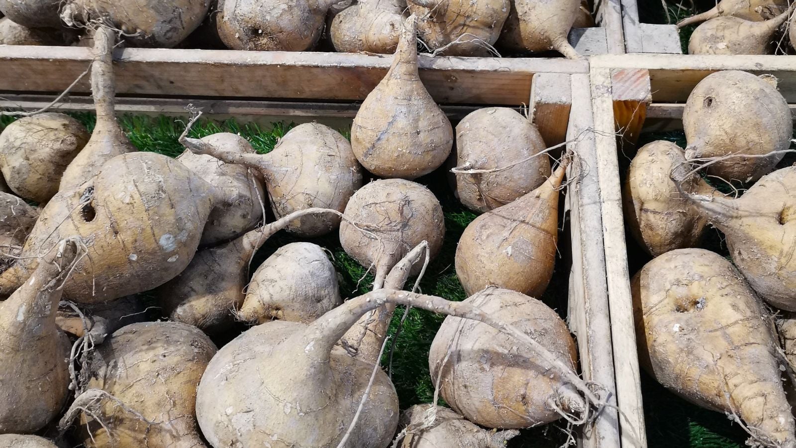 Harvested Pachyrhizus erosus tubers placed in wooden crates lined with green material placed somewhere with bright sunlight