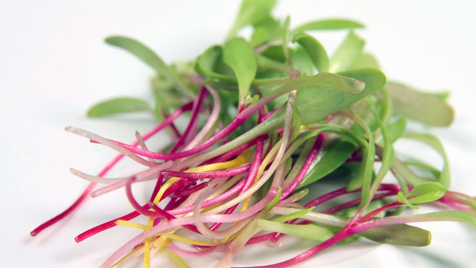 Harvested bunch of Beta vulgaris sprouts, placed on top of one another on a pure white surface