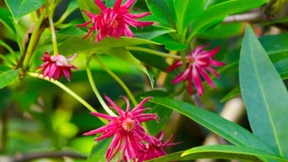 A closeup shot of an Illicium verum tree with waxy and elongated leaves with multiple red blooms that look spiky