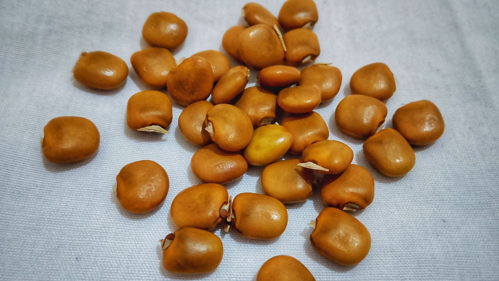 Pachyrhizus erosus seeds appearing to placed in a small pile on a piece of white cloth under light