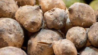 Pachyrhizus erosus tubers placed in a pile appearing to have brown skin with some texture placed under bright light