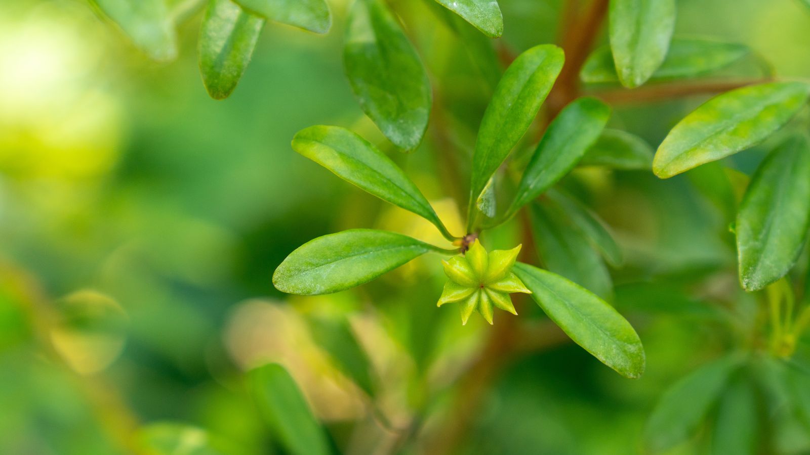 A healthy and lush Star anise plant appearing to have countless green leaves placed somewhere with a lot of warm sunlight