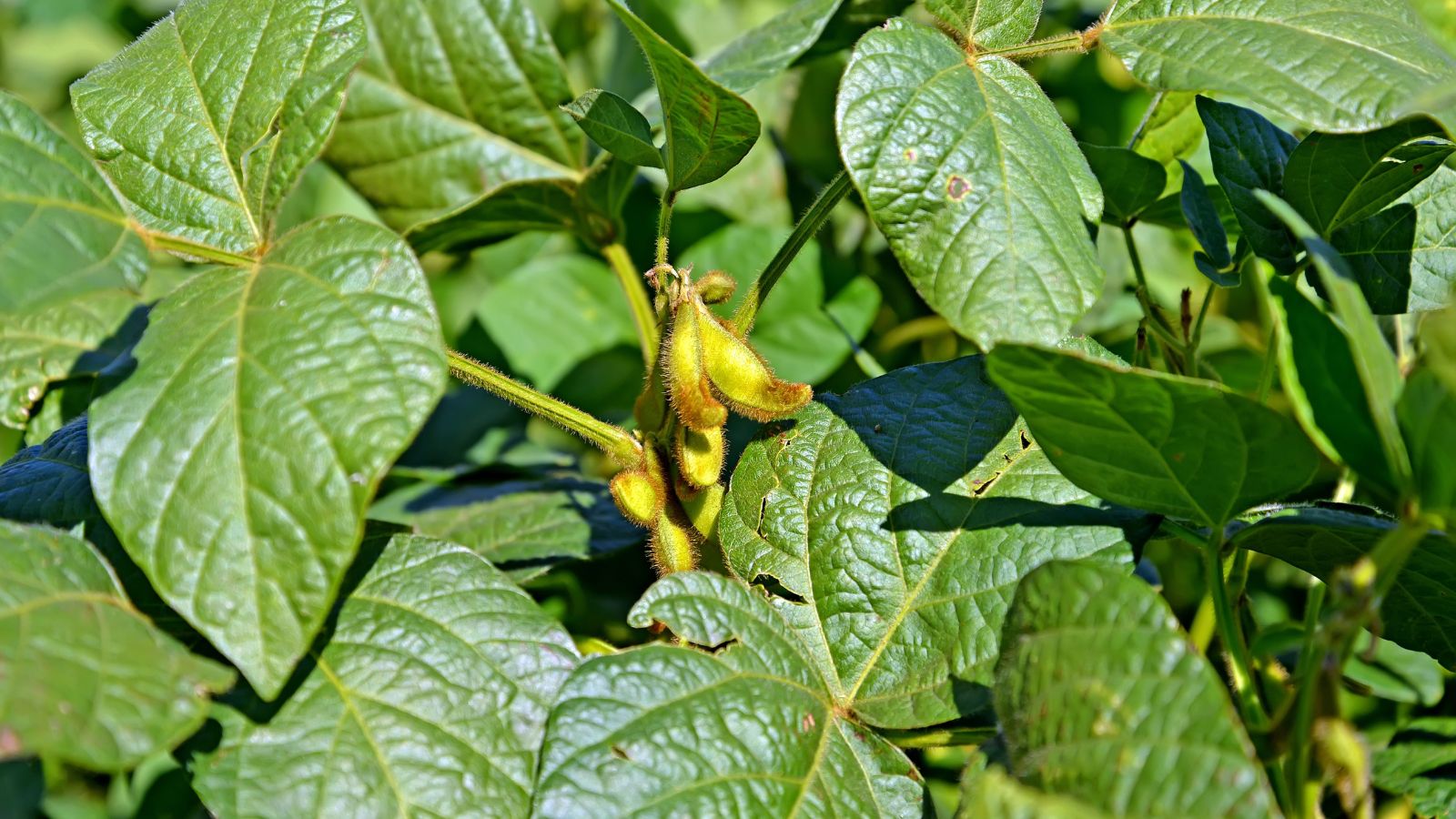 A cluster of Glycine max pods on the plant surrounded by deep green foliage, appearing textured under the bright sunlight