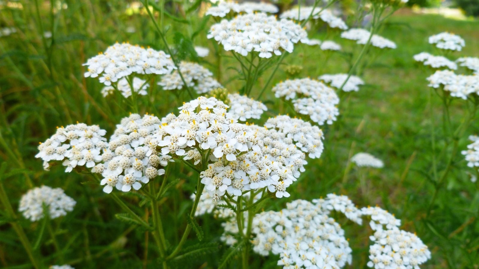 A shot of a small composition of clusters of dainty white blooms on top of slender stems of the yarrow plant