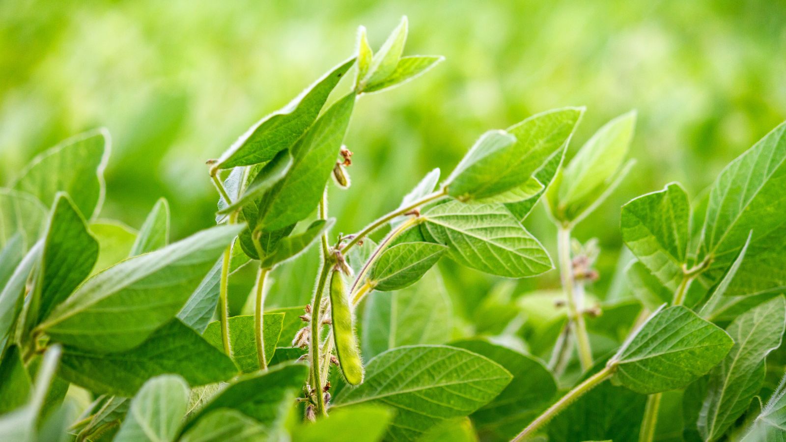 A shot of thick Glycine max plants having bright green leaves , showing a vibrant green pod dangling from the plant