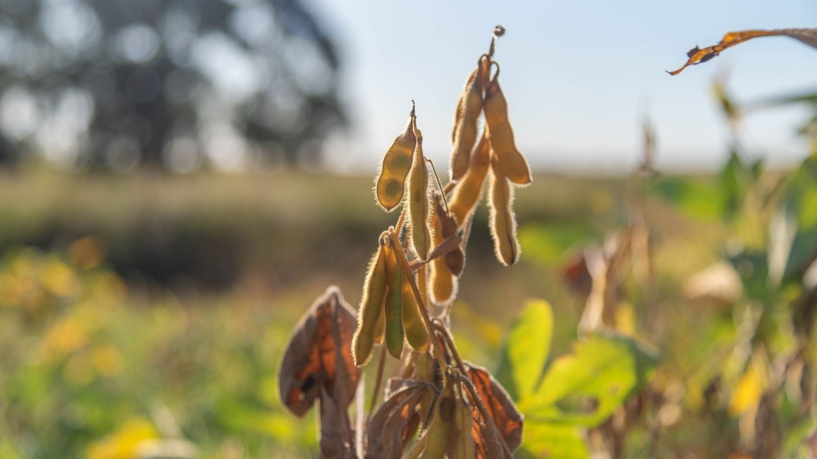 A sturdy Glycine max plant with clusters of brown pods, appearing to turn dry while under the bright sunlight