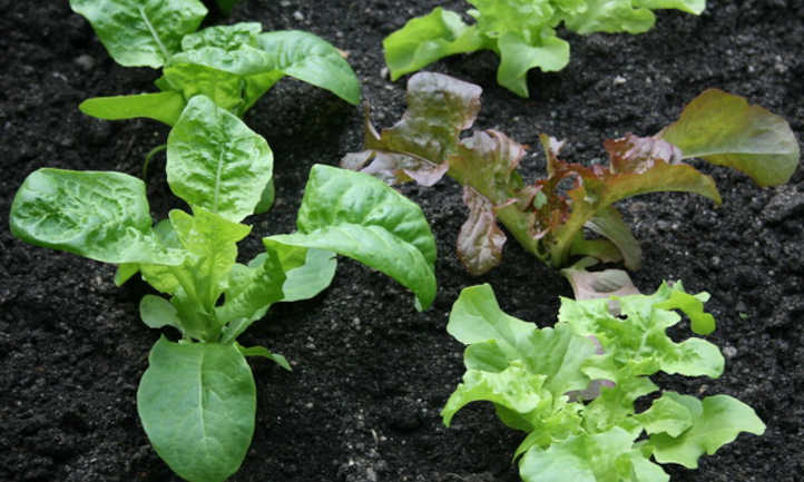 Lettuce
