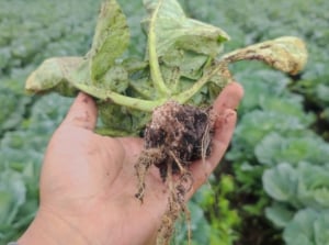 A plant with vivid green leaves infected with clubroot, with rows of crops showing in the background