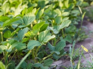 Young edamame plants, showing how to grow soybeans with the leaves appearing green and textured planted somewhere with sunlight