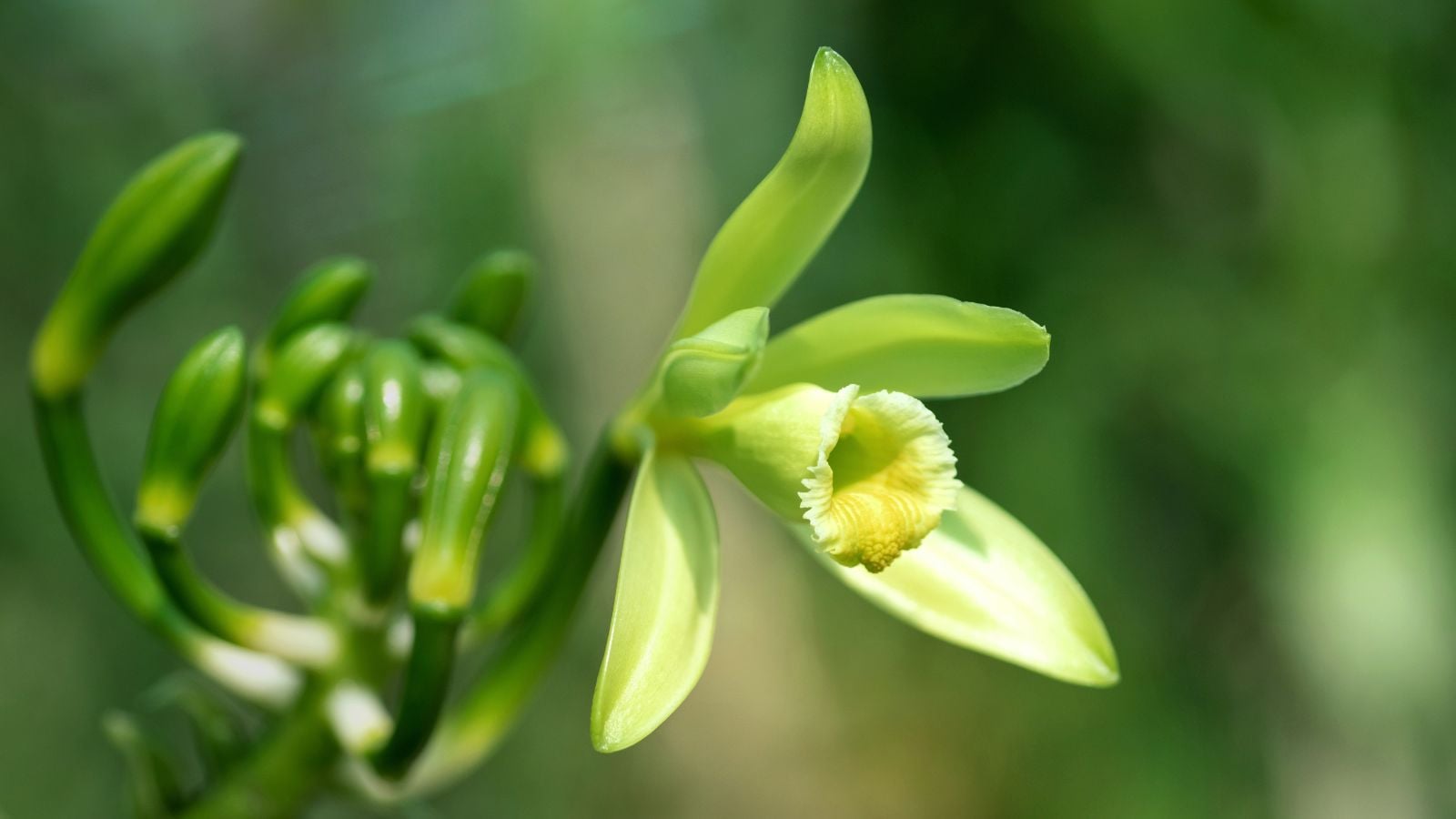 A closeup shot of a flower, showing how to grow vanilla appearing to have pale petals and bright green leave surrounded with abundant greens under indirect sunlight