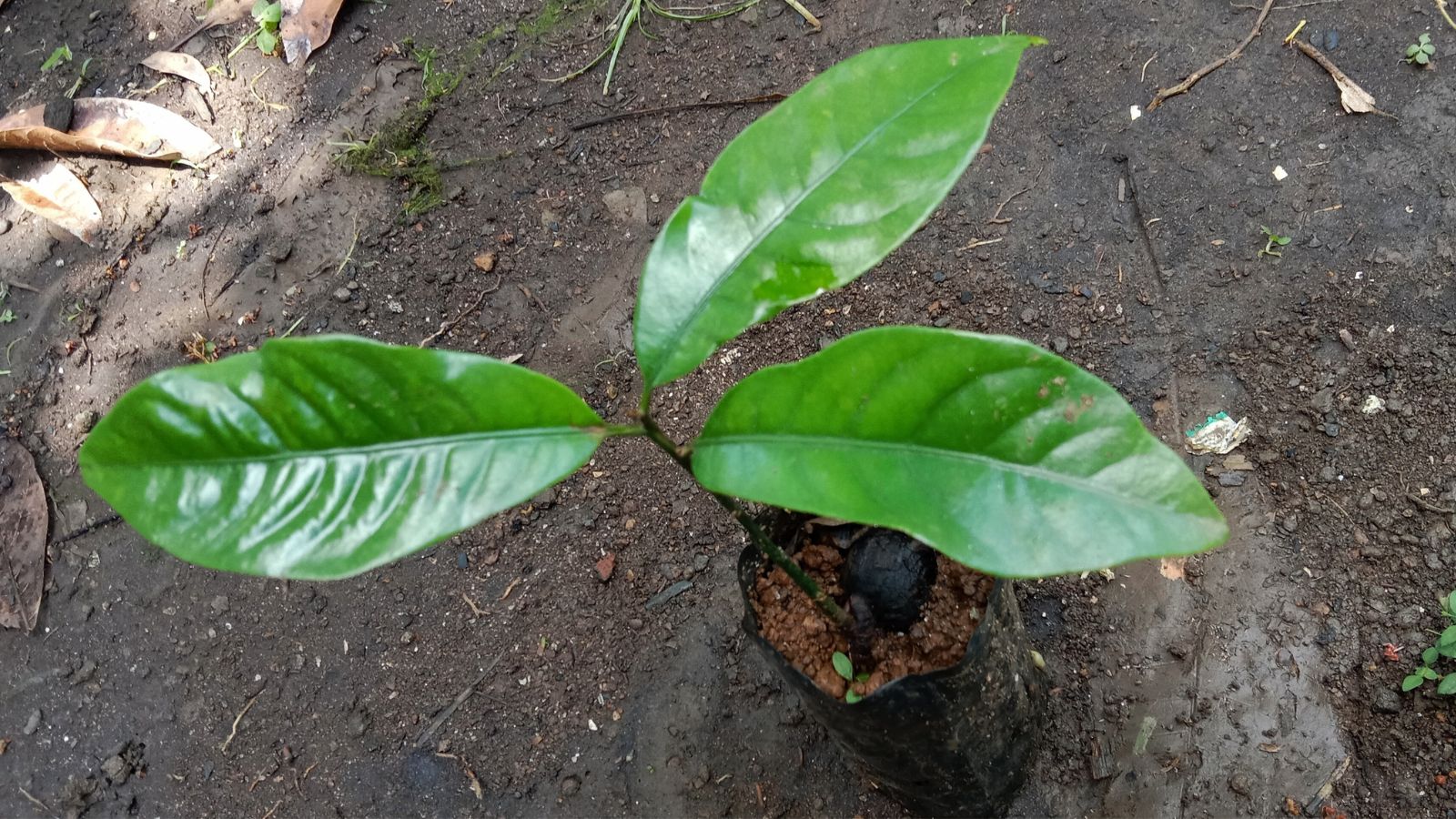 A Myristica fragrans sapling placed in a black plastic bag with soil having three large leaves growing from the stem