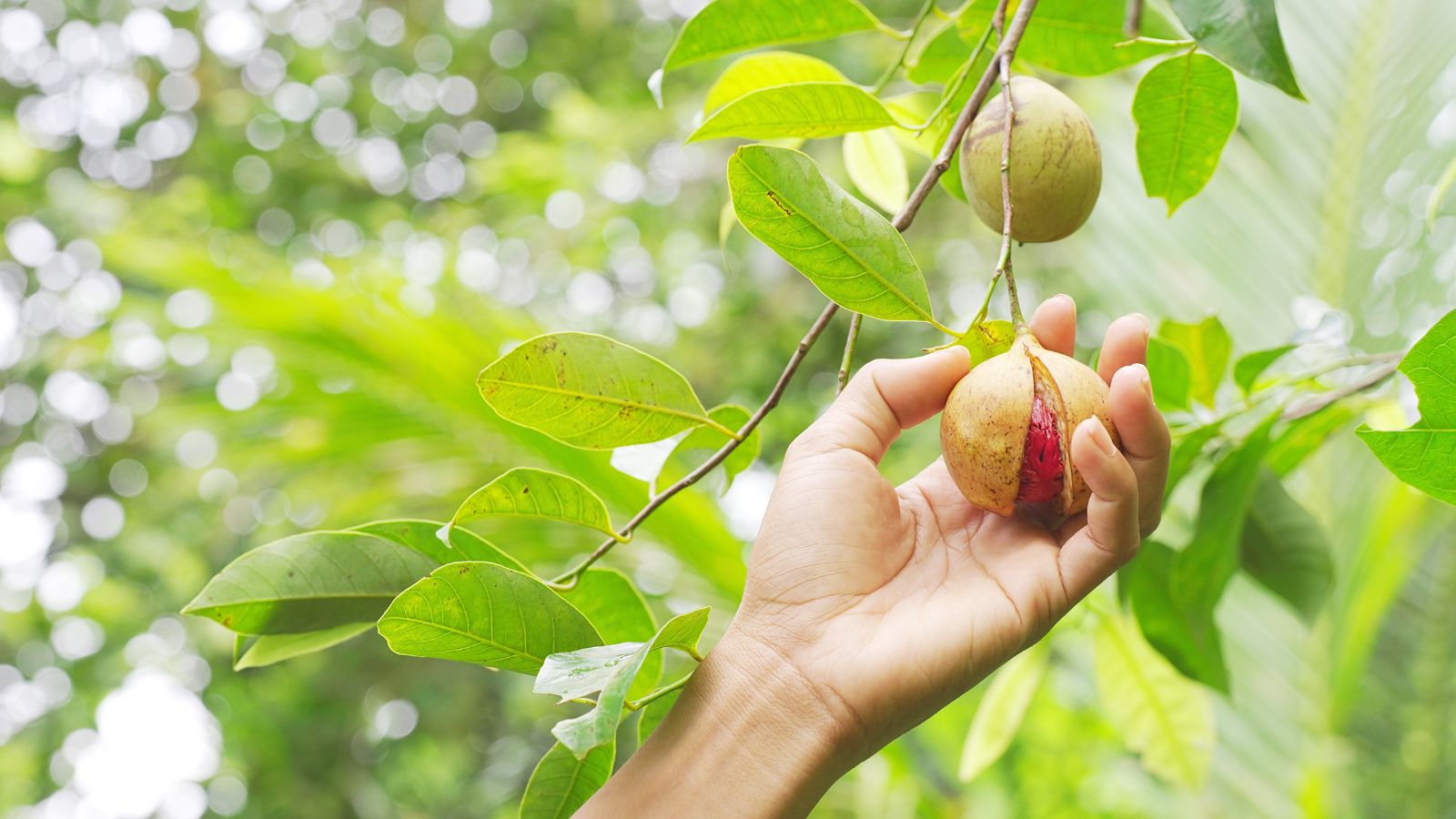 A person holding on to a ripe Myristica fragrans fruit, appearing to be split open revealing a seed inside, surrounded by countless leaves