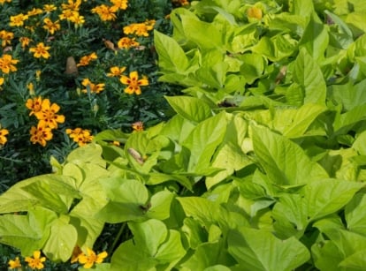 An overhead and close-up shot of several intercropped plants, showcasing sweet potato companion plants