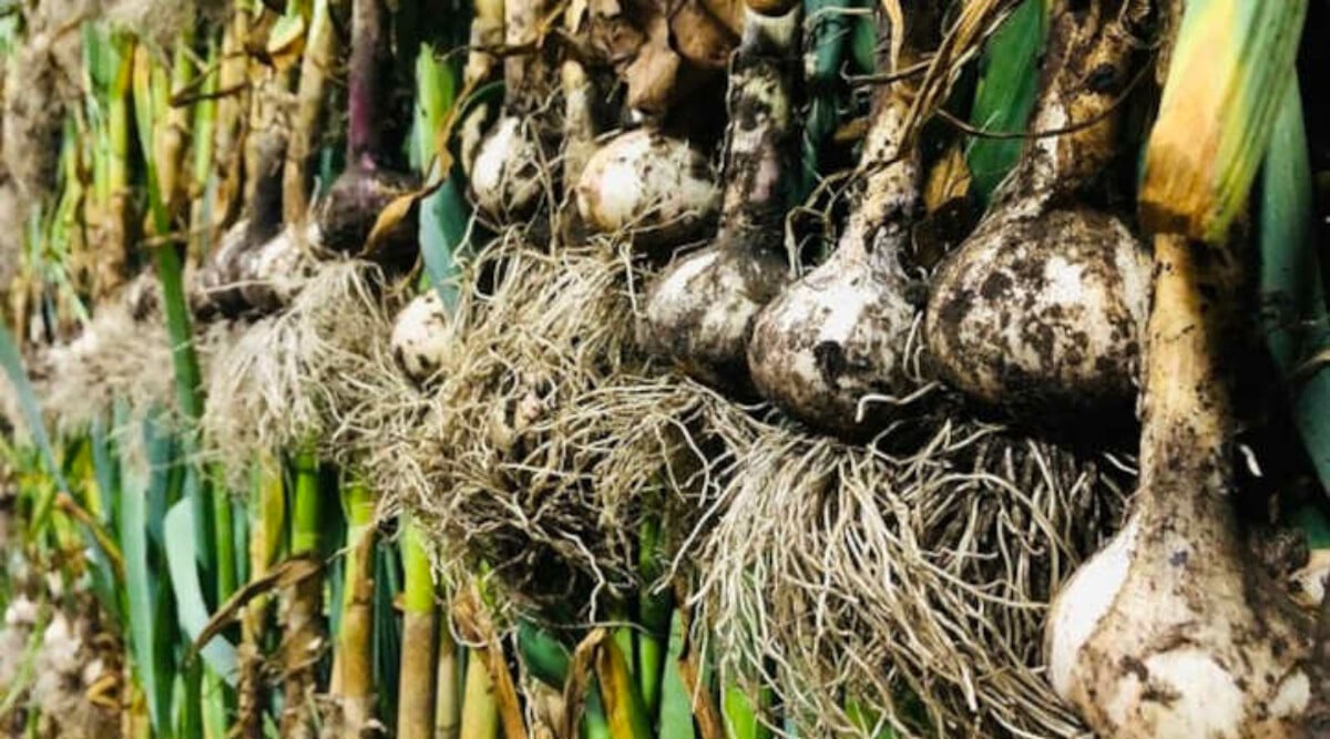 Curing garlic