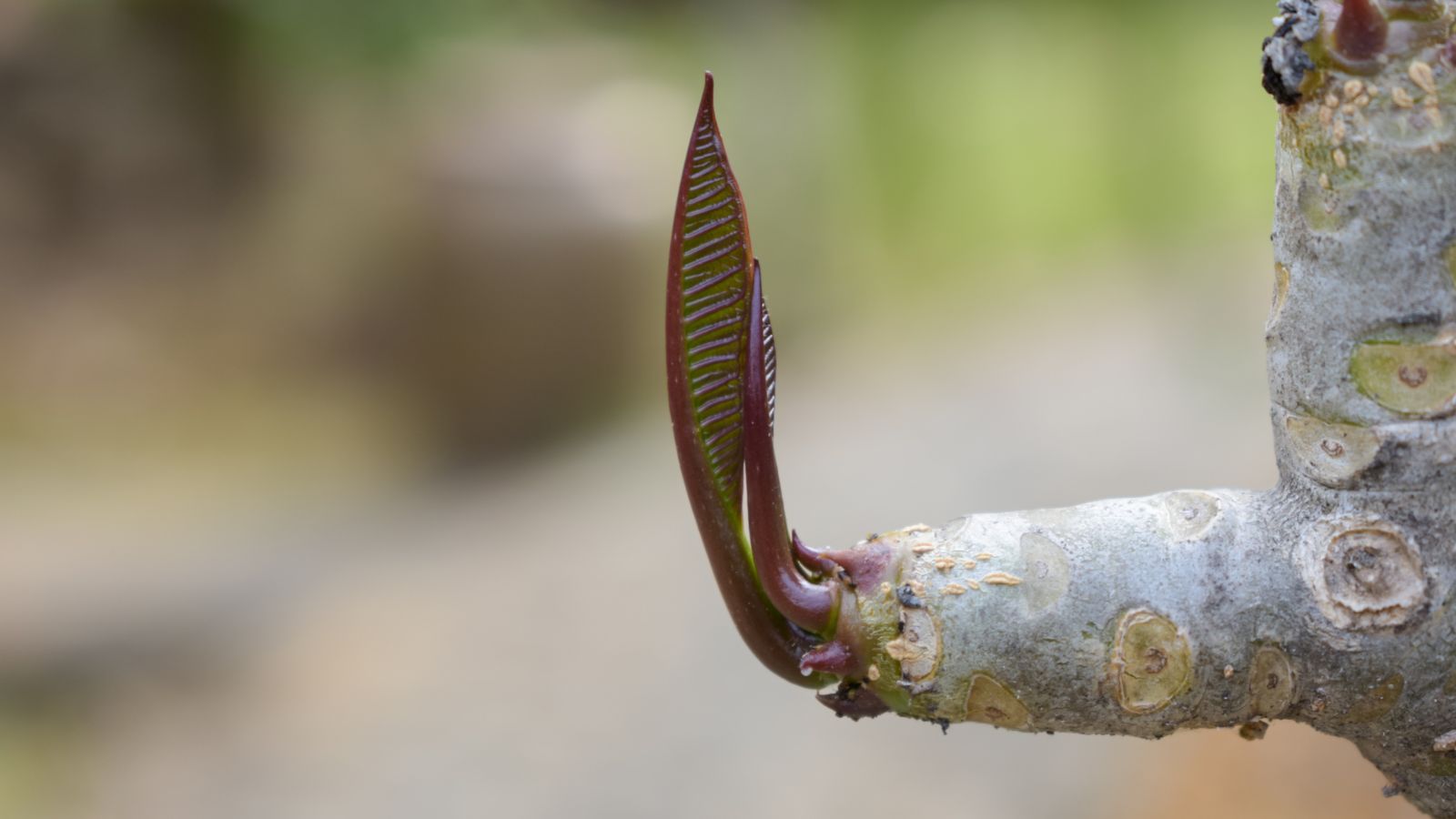 New leaves sprouting from a trunk of the Frangipani, appearing to have a red hue as it grows out the tip of the tree