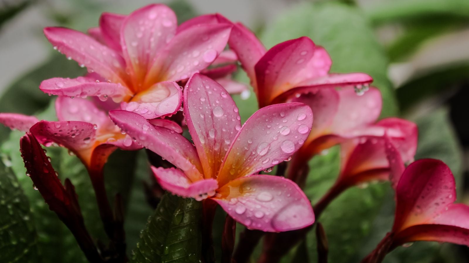 Pink Frangipani blooms with wet petals, appearing lovely and refreshed after getting watered as droplets sit on the petals
