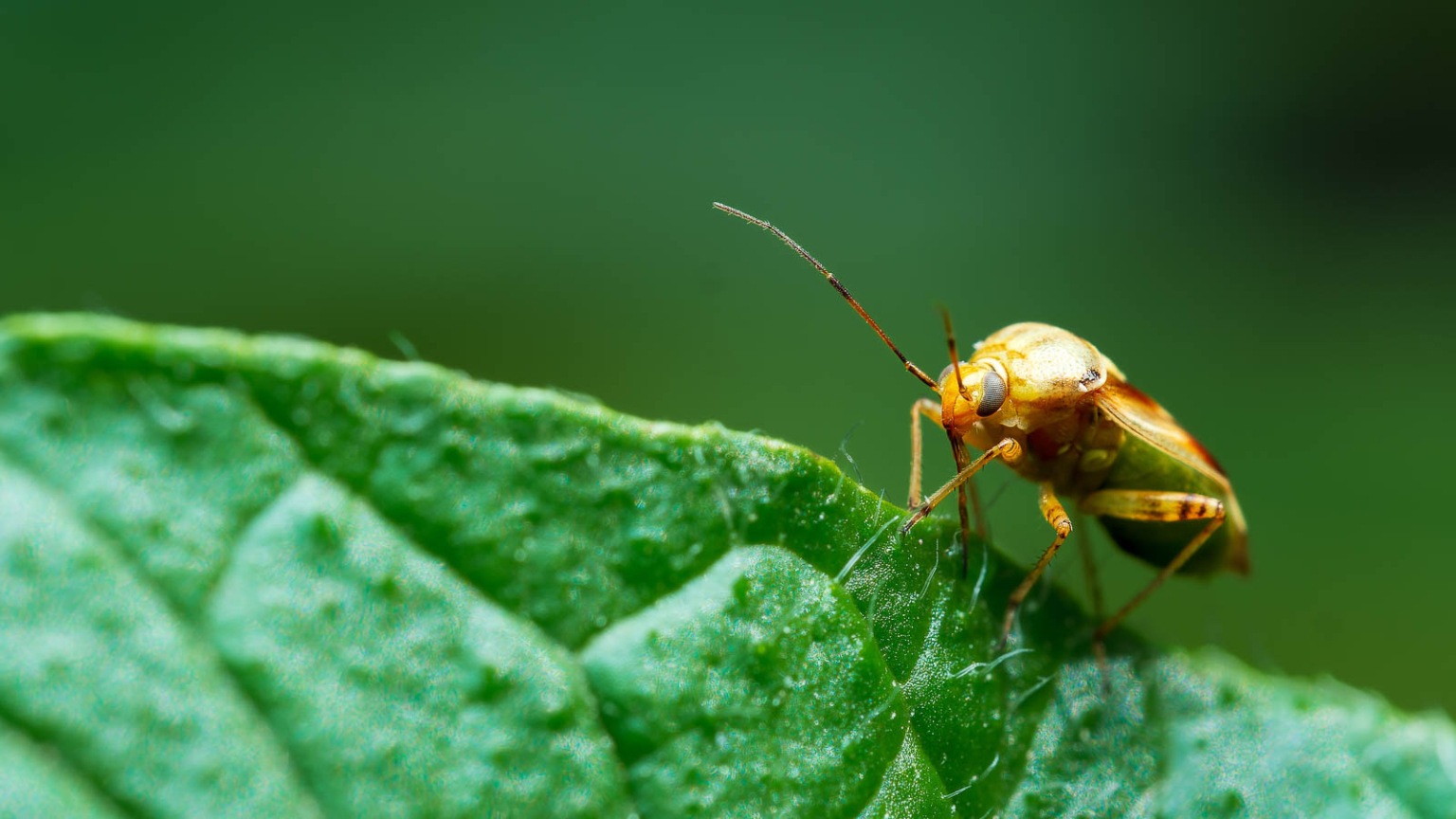 How to Identify, Control, and Prevent Tarnished Plant Bug