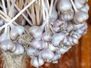 Bundles of curing garlic being hung from somewhere high up with a wooden wall in the background placed somewhere with light