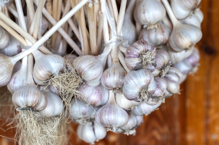 Bundles of curing garlic being hung from somewhere high up with a wooden wall in the background placed somewhere with light