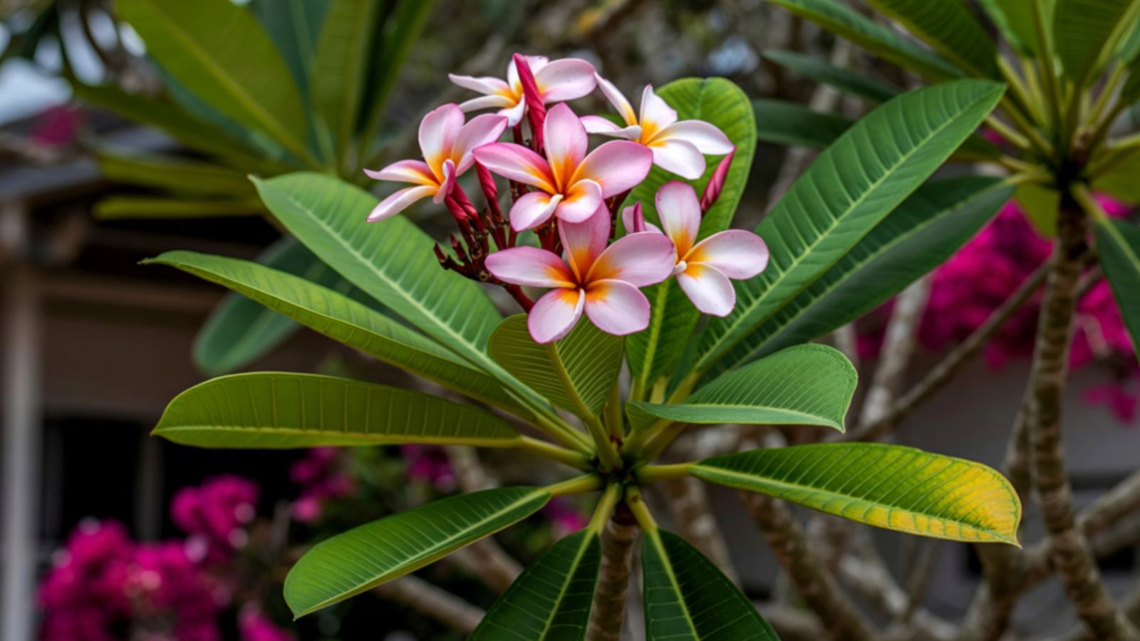 Plumeria turning yellow, with the plant having a cluster of lovely pink blooms with delicate and soft petals surrounded by green foliage with some discoloration