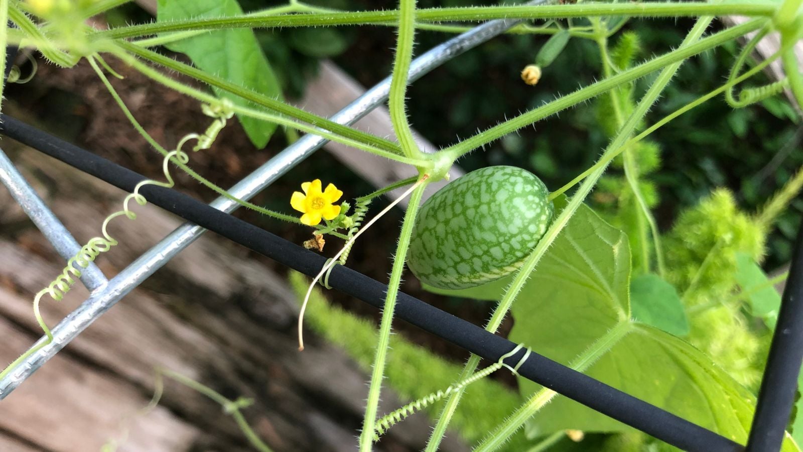 A Melothria scabra fruit appearing small and green beside a tiny yellow flower, dangling on a trellis meant to support the vines