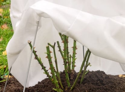 A close-up shot of a seedling being covered with a white thick material, showcasing frost blanket