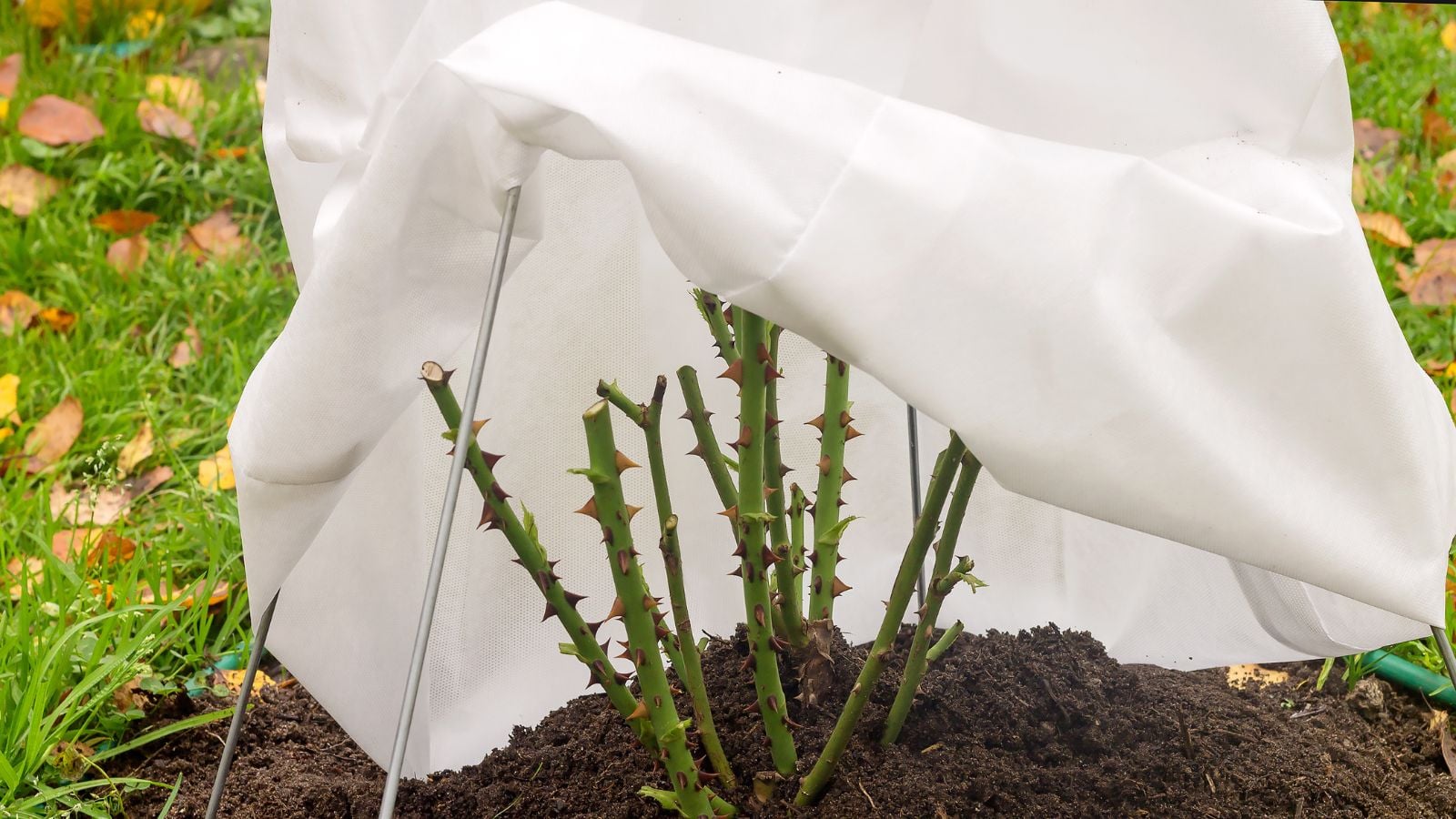 A close-up shot of a seedling being covered with a white thick material, showcasing frost blanket
