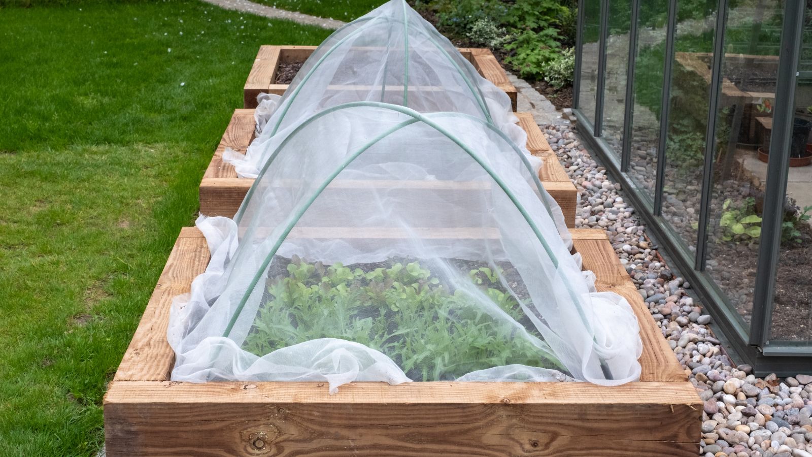 A close-up shot of several raised bed, with hoops and covers, placed on a garden bed surrounded by a green lawn