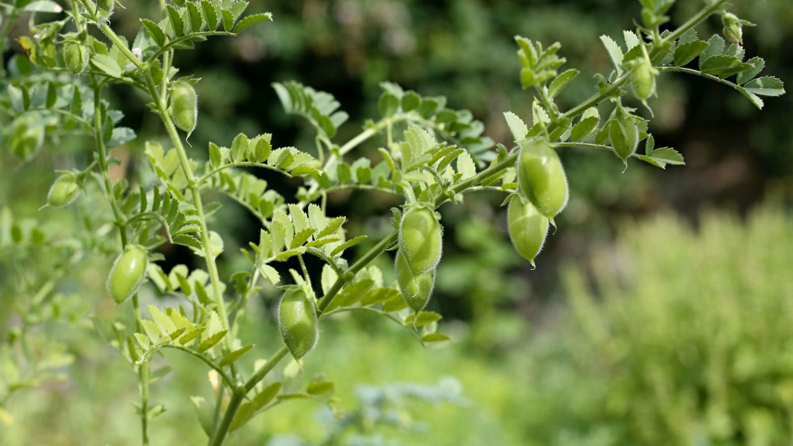 A closeup of Cicer arietinum pods, appearing to have a bright green color, surrounded by lovely leaves placed somewhere sunny