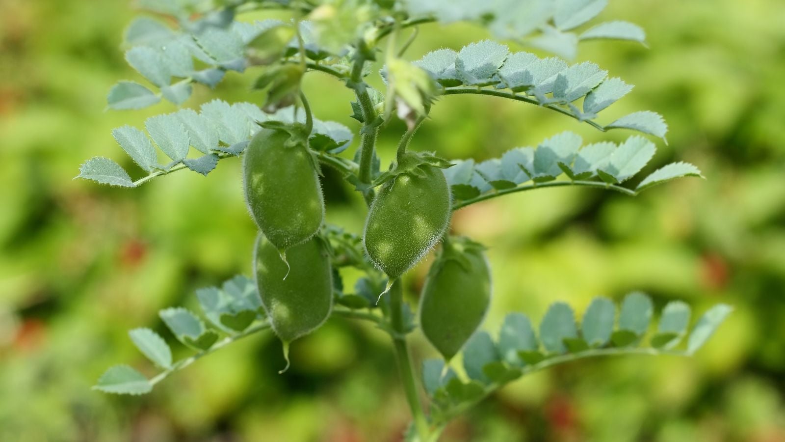 A closeup of a Cicer arietinum plant, appearing to have multiple pods that look intact shaded by the rows of sturdy leaves