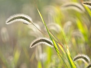 A closeup shot of foxtail weed appearing to have green stems and fluffy seed heads, placed somewhere with abundant bright sunlight