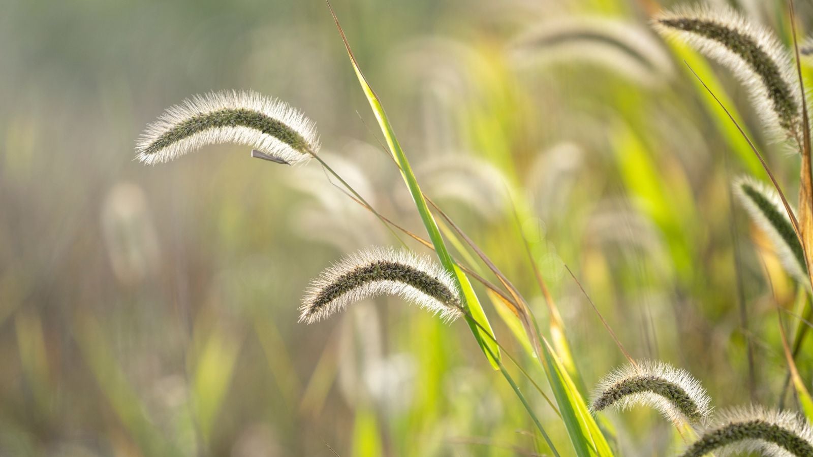 A closeup shot of foxtail weed appearing to have green stems and fluffy seed heads, placed somewhere with abundant bright sunlight