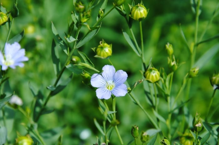 A patch of flax blooming dainty blue flowers surrounded by closed buds and countless vibrant green leaves