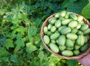 A person holding a woven basket full of fruits over a cucamelon plant, located somewhere with abundant sunlight