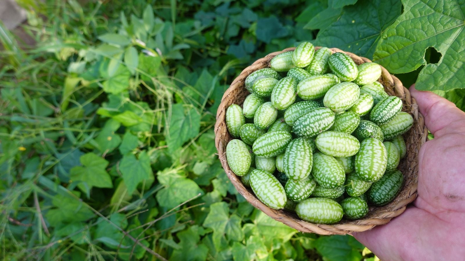 A person holding a woven basket full of fruits over a cucamelon plant, located somewhere with abundant sunlight