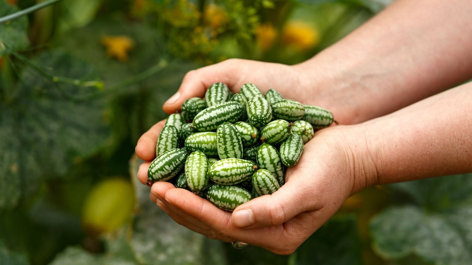 A person holding harvested Melothria scabra crops in their bare hands, somewhere in the garden in the shade
