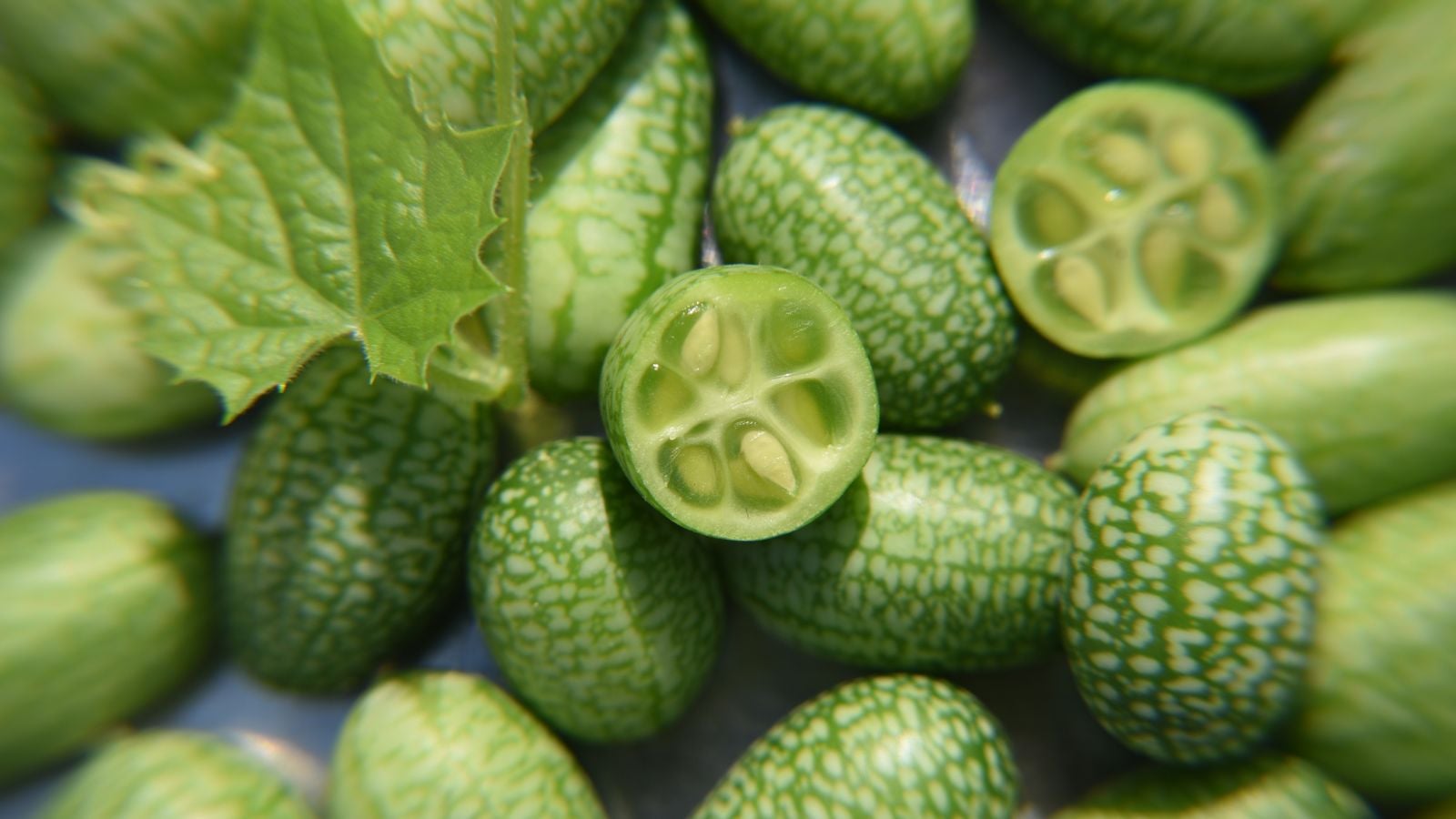 A pile of Melothria scabra placed on top of one another, with a piece appearing sliced revealing seeds