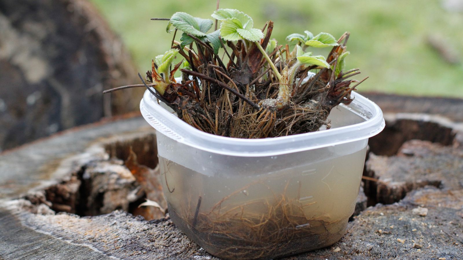 A plant with visible roots placed in a container with water on a wooden surface that looks dark and moist