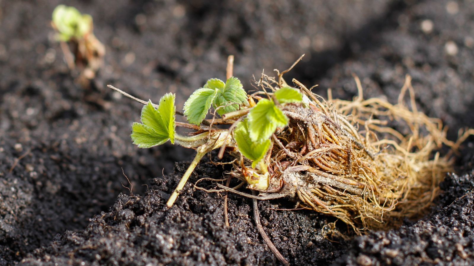 A plant with visible roots, appearing to be placed on moist dark brown soil with long roots