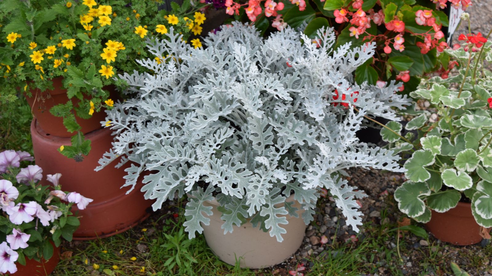 A potted Dusty Miller plant appearing to have feathery silver leaves surrounded by other plants