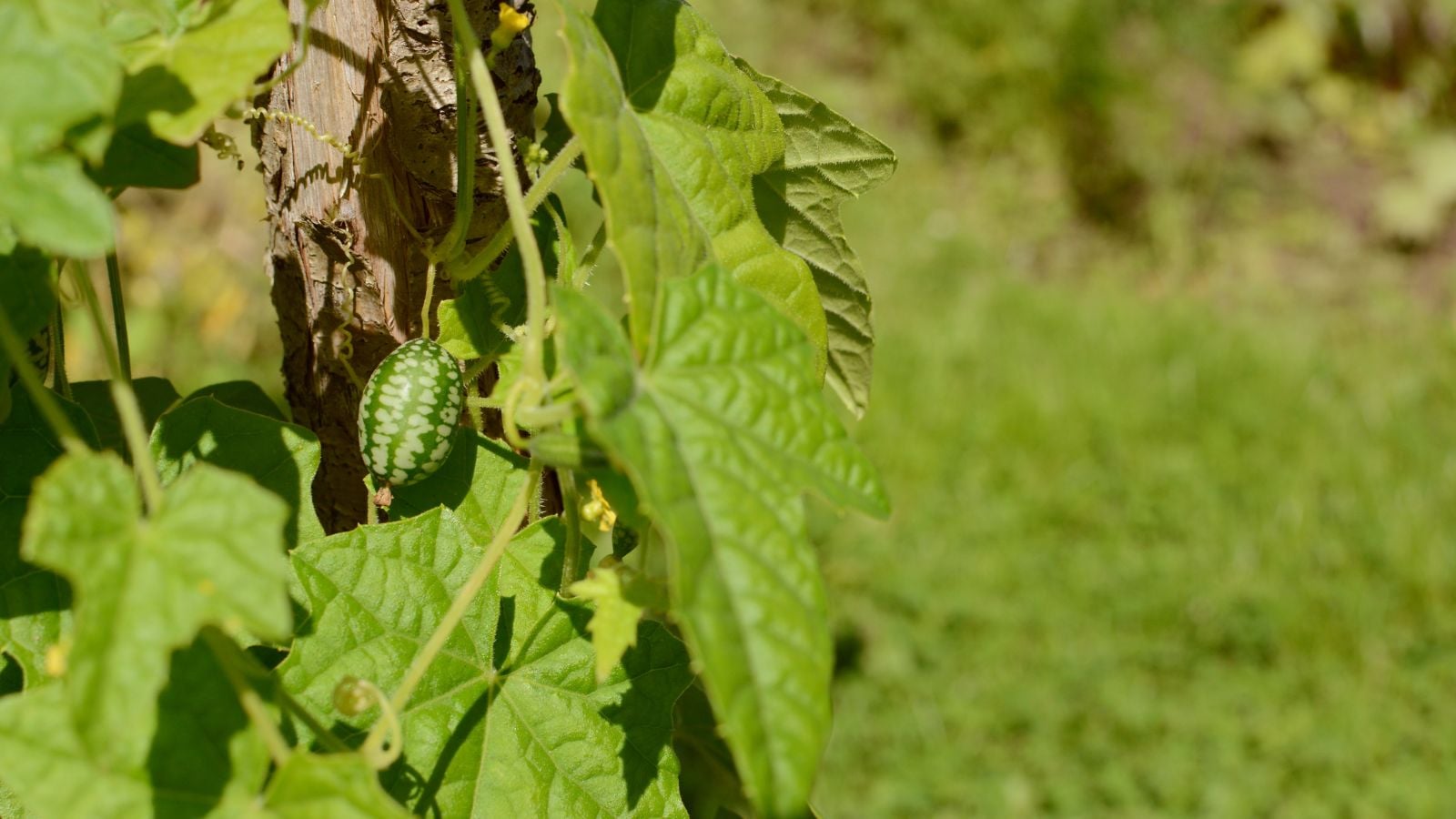 A shot of a Melothria scabra plant with a small patterned crop, surrounded by multiple broad leaves placed under the warm sunlight
