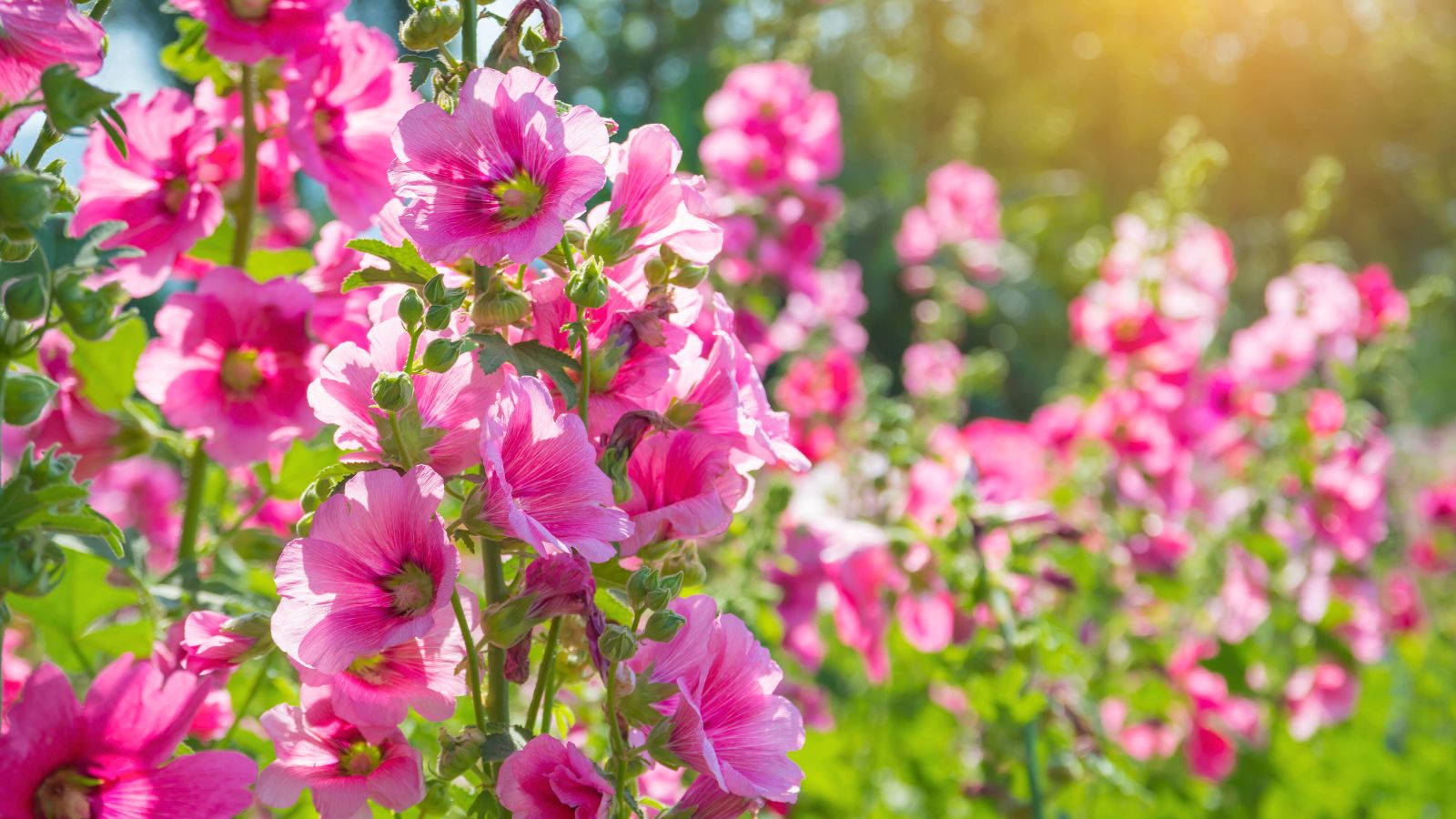 A shot of a composition of vibrant pink colored flowers, basking in bright sunlight in a large yard area outdoors
