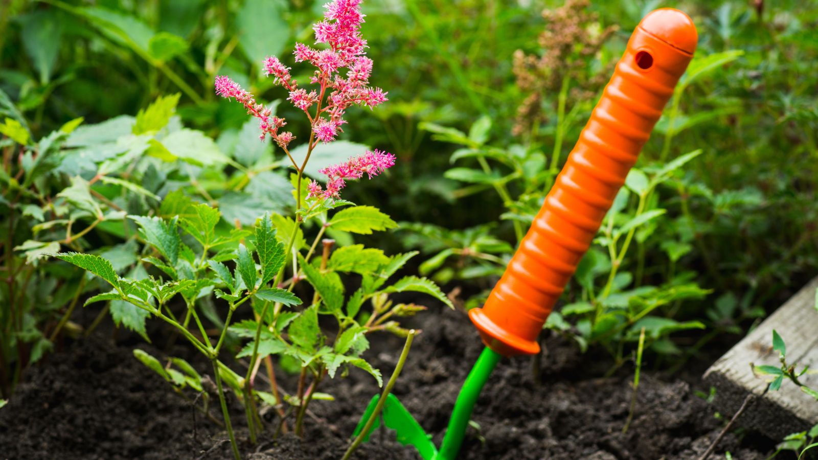 A close-up shot of a small hand trowel placed in rich brown soil preparing for splitting plants