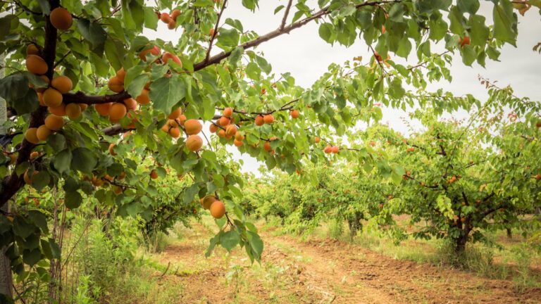 How to Plant, Grow, and Care for an Apricot Tree