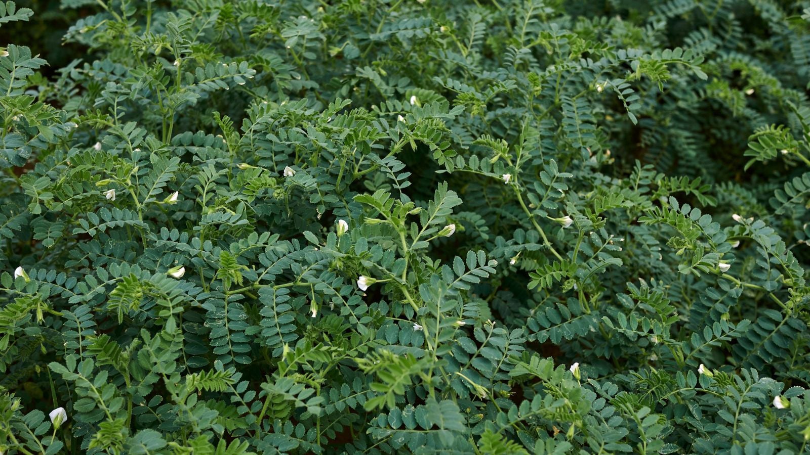 A thick layer of Cicer arietinum leaves, appearing to have a deep green color looking lovely under the bright sunlight