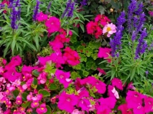 An area of the garden with petunia companions, including tall spikes with blue flowers and other blooms win different shades of red and pink