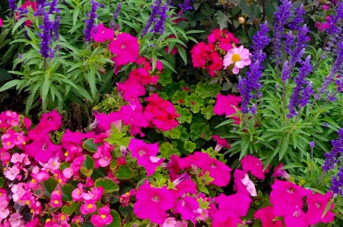 An area of the garden with petunia companions, including tall spikes with blue flowers and other blooms win different shades of red and pink