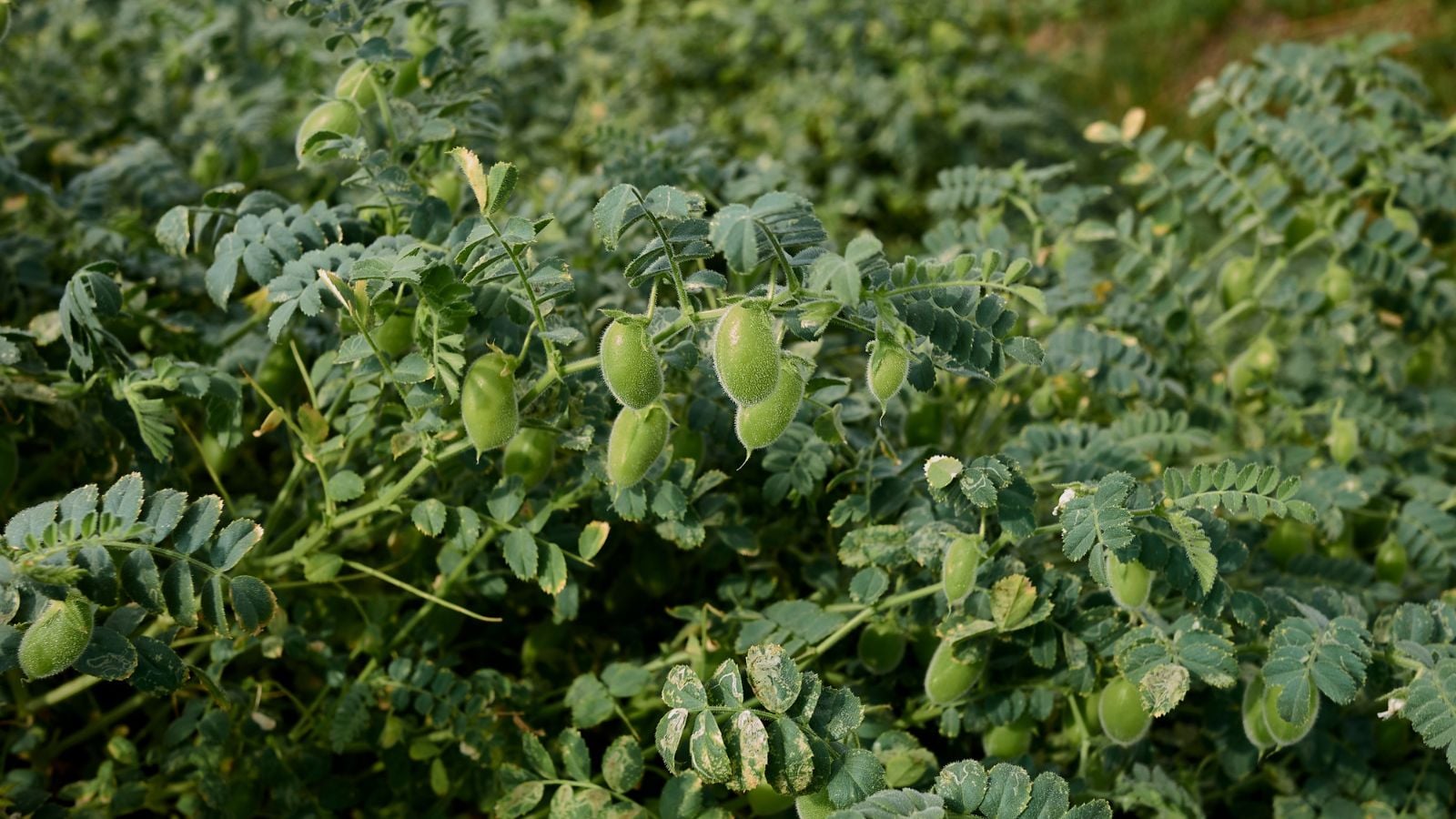 An area with healthy Cicer arietinum plants, having lush green leaves with countless pods dangling on the stems